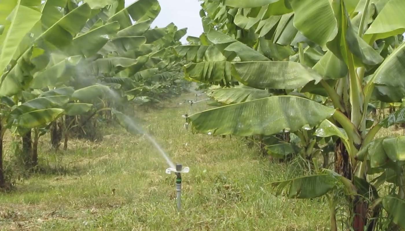 Uso de agua ozonizada para riego agrícola.